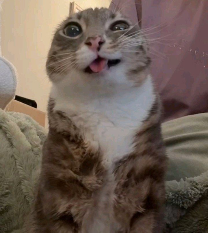 картинка двасярики от Квест Батл