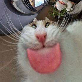 Елизавета Стародубцева